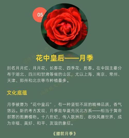 花的节日寓意着什么？如何选择合适的花卉庆祝？