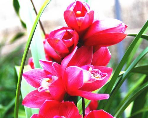 四季中寓意好的花有哪些？四季的吉祥花是什么？