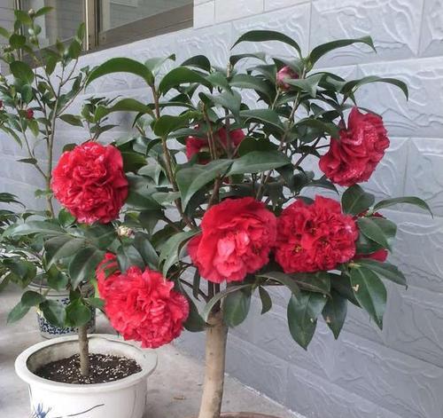 四季中寓意好的花有哪些？四季的吉祥花是什么？