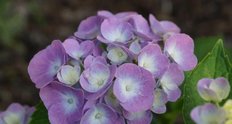 紫色手捧绣球花代表什么？绣球花的花语有哪些？