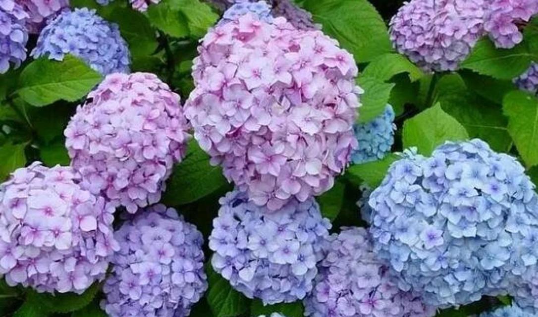 紫色手捧绣球花代表什么？绣球花的花语有哪些？