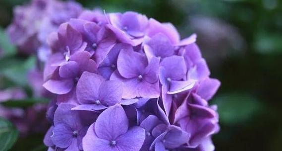 紫色手捧绣球花代表什么？绣球花的花语有哪些？