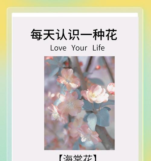 各种颜色的花都有什么特别的寓意？