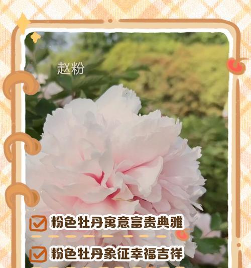 白色的牡丹花含义是什么？它在花语中代表什么？