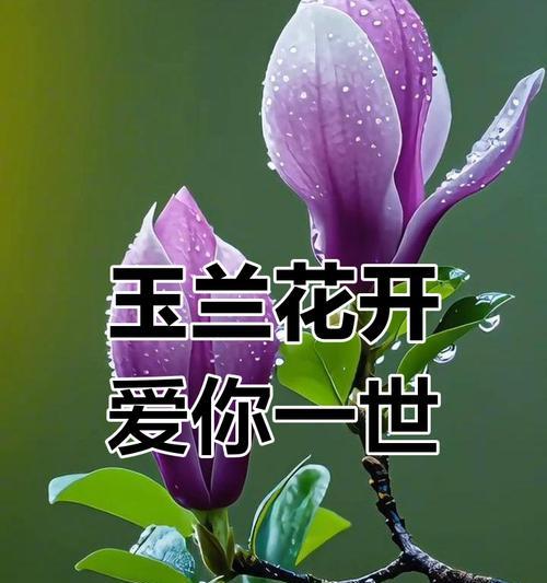 紫色梧桐花和鸽子一起象征什么？
