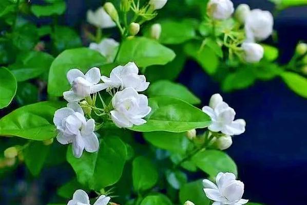 紫色梧桐花和鸽子一起象征什么？