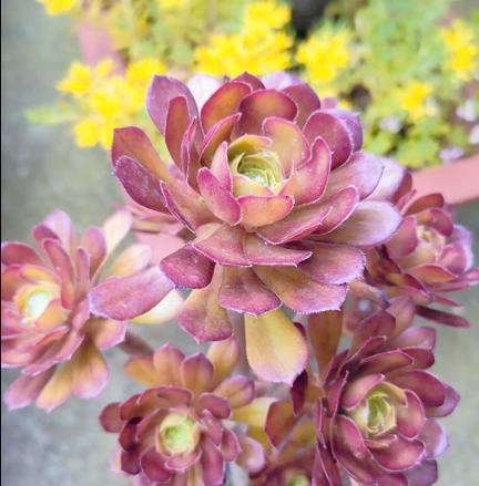 法师手捧花的寓意和象征是什么？