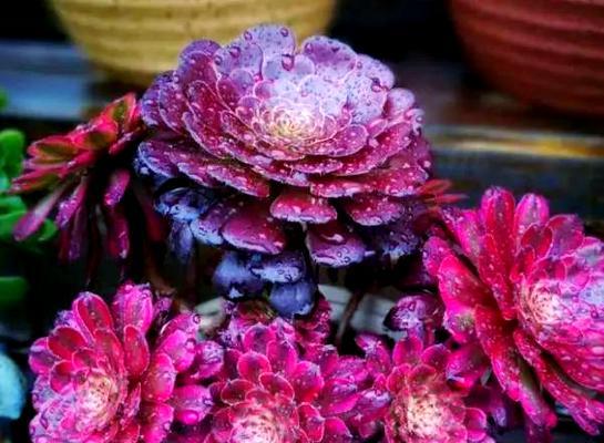 法师手捧花的寓意和象征是什么？
