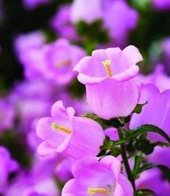 紫色铃铛铃花寓意着什么？
