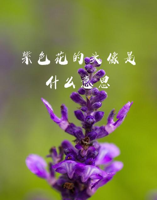 情人节送弗朗花有何特别含义？这种花代表了什么情感？