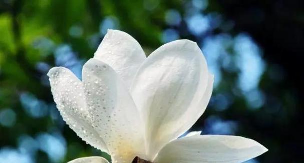 黄色玉兰花语是什么？黄色玉兰在花语文化中的含义是什么？