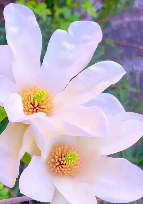 黄色玉兰花语是什么？黄色玉兰在花语文化中的含义是什么？