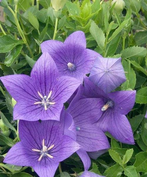 紫色风铃花象征什么？风铃花的寓意是什么？