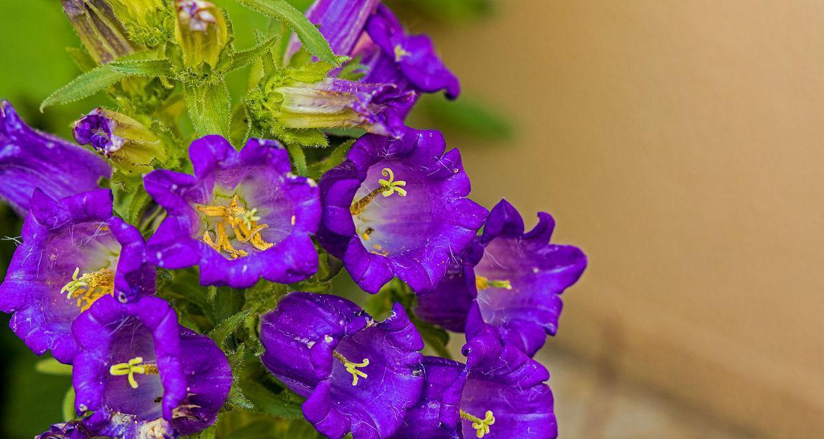 紫色风铃花象征什么？风铃花的寓意是什么？