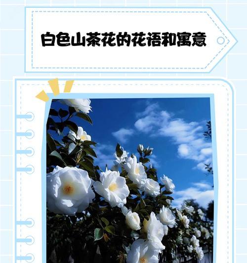 白色带黄的花寓意是什么？它们各自代表什么？