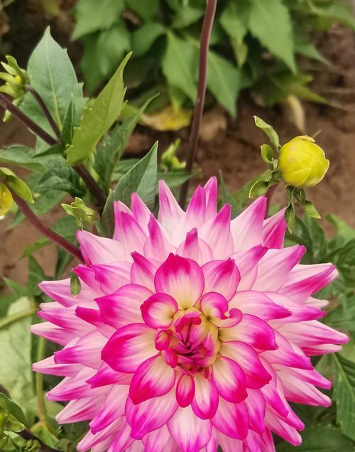 白色带黄的花寓意是什么？它们各自代表什么？