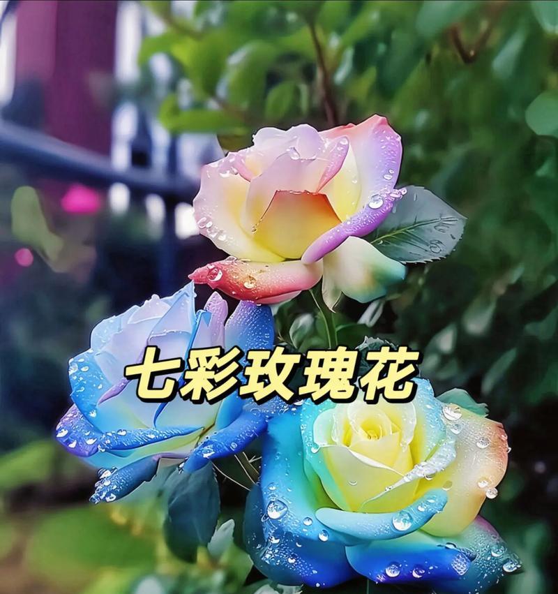玫瑰花不同颜色寓意相同吗？