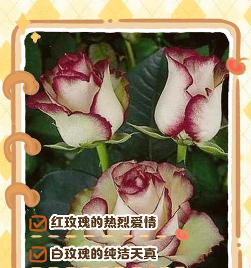 玫瑰花不同颜色寓意相同吗？