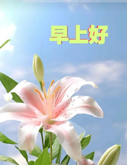 送百合花给长辈生日有何寓意？百合花的意义是什么？
