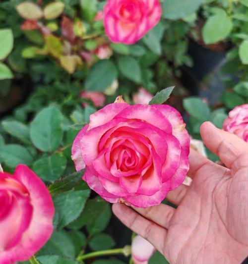 月季花有哪些特色和寓意？