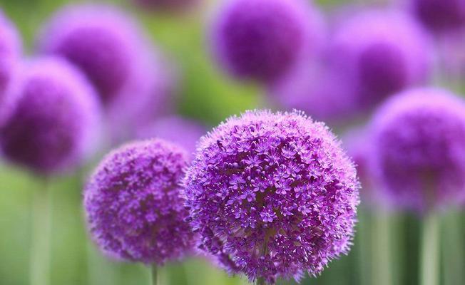 绒球花的颜色代表什么？绒球花的寓意是什么？