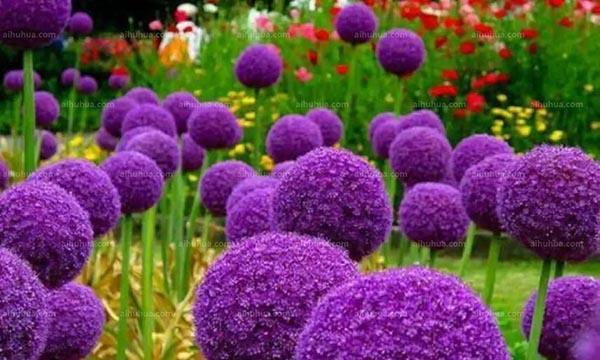 绒球花的颜色代表什么？绒球花的寓意是什么？