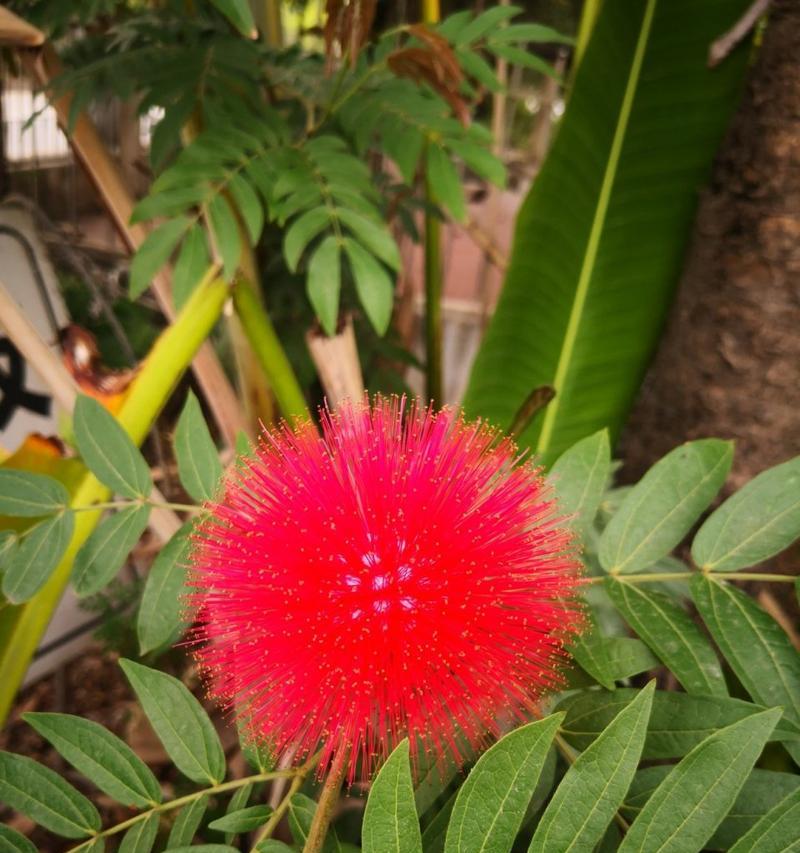 绒球花的颜色代表什么？绒球花的寓意是什么？