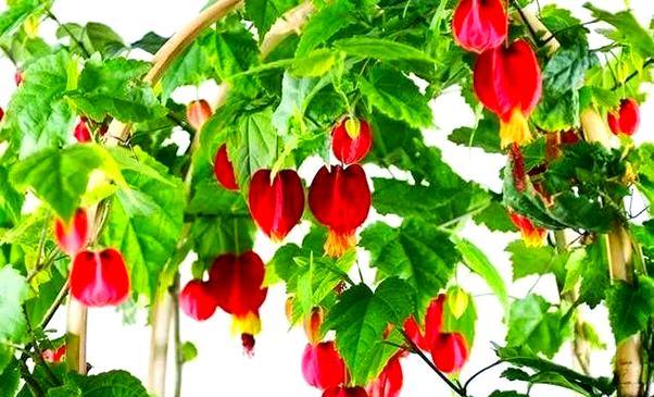 春节灯笼花的象征意义是什么？