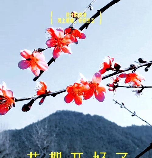 北方有哪些花象征爱情？北方爱情花的寓意是什么？