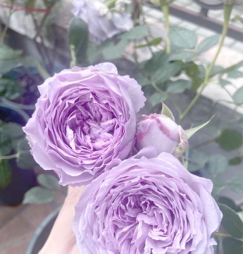 古代紫色花代表什么？