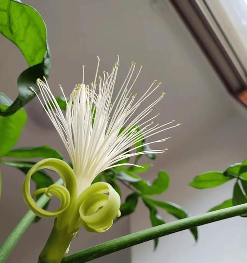 富贵宠物名称的花有哪些？花的寓意是什么？