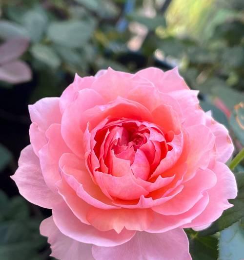 月季花为何寓意爱情？它在传统中有哪些特别含义？