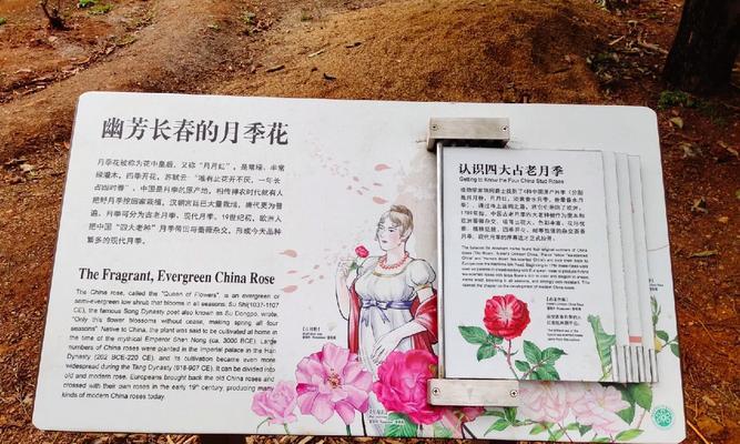 月季花为何寓意爱情？它在传统中有哪些特别含义？