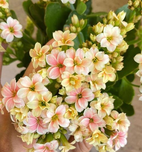 秦霄贤长寿花有何寓意？长寿花在祝福中的含义是什么？