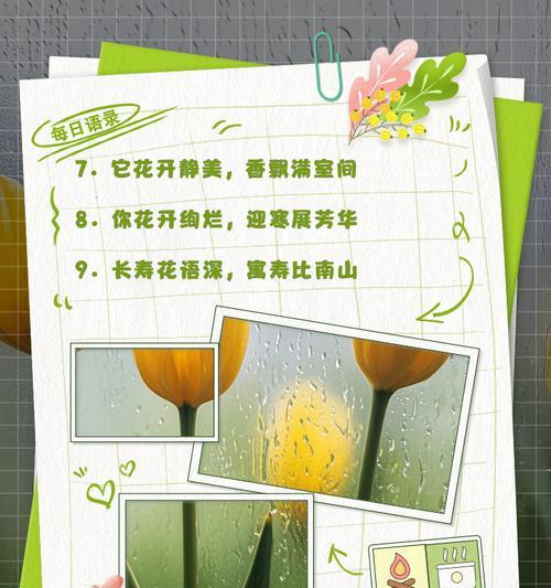 秦霄贤长寿花有何寓意？长寿花在祝福中的含义是什么？