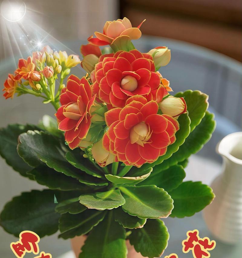 秦霄贤长寿花有何寓意？长寿花在祝福中的含义是什么？