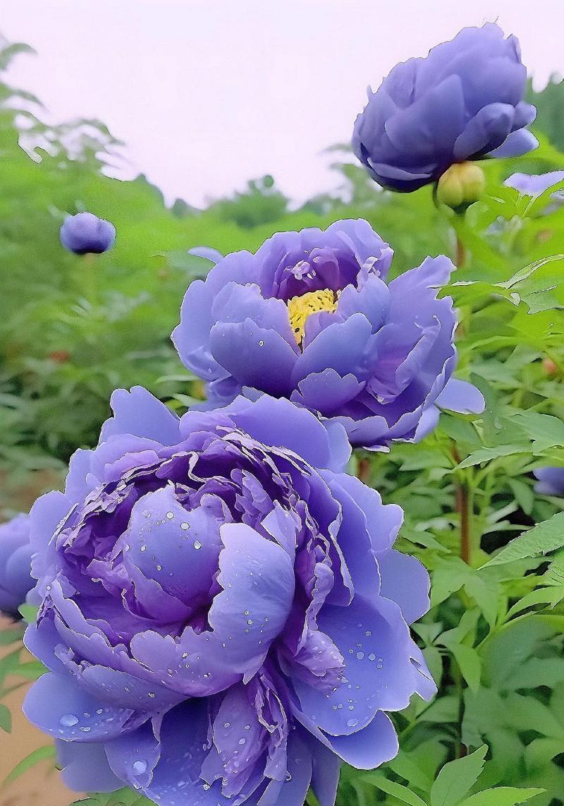 碧色牡丹花寓意和象征着什么？