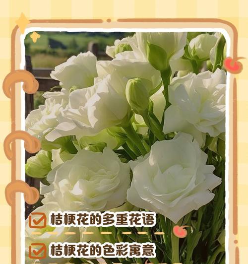 桔梗色花语是什么？桔梗色代表了什么？