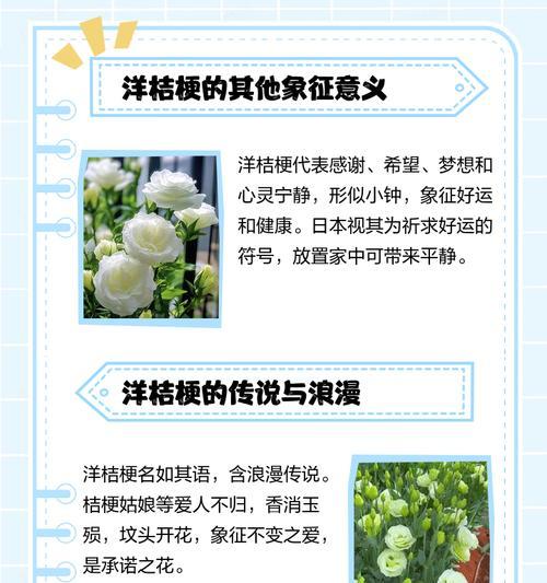 桔梗色花语是什么？桔梗色代表了什么？