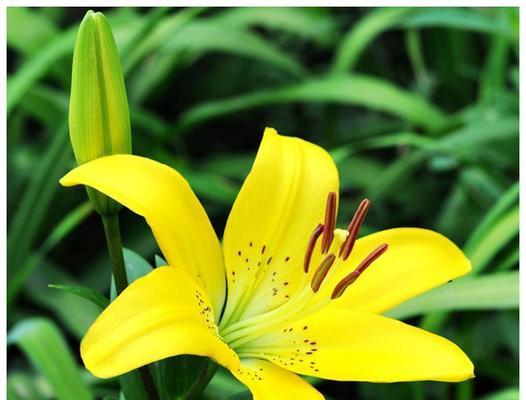 如意花的寓意是什么？它象征着什么？