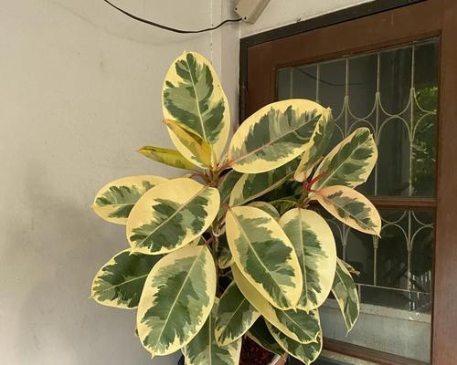 橡皮树的花象征子孙兴旺吗？橡皮树的花寓意是什么？