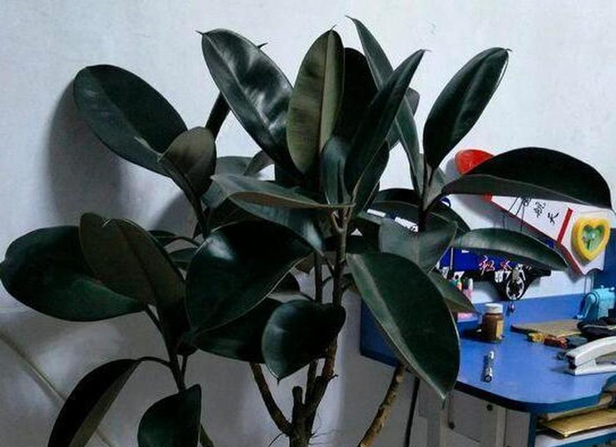 橡皮树的花象征子孙兴旺吗？橡皮树的花寓意是什么？