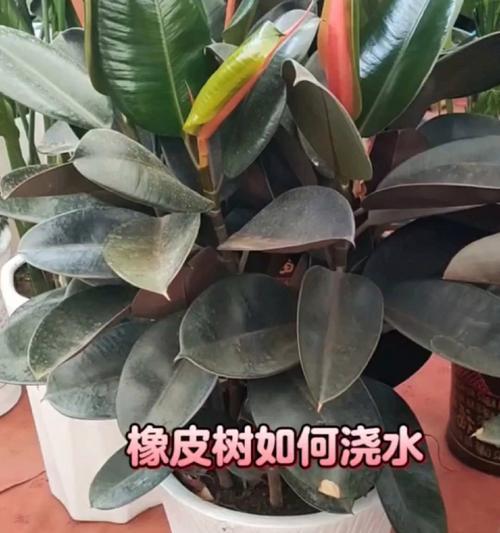 橡皮树的花象征子孙兴旺吗？橡皮树的花寓意是什么？