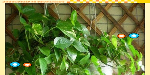 绿色的花象征着什么？生命之花的花语是什么？