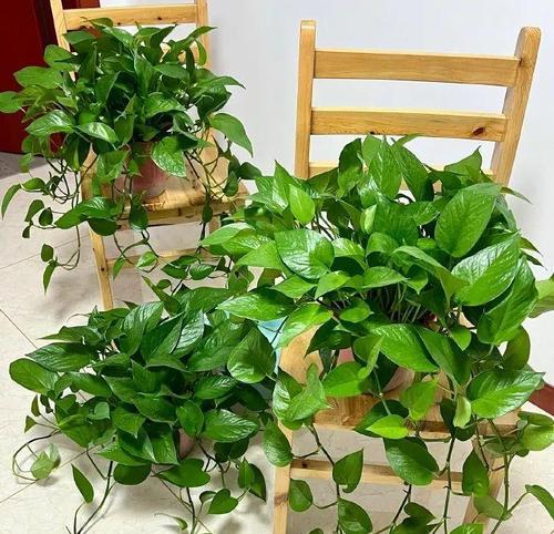 绿色的花象征着什么？生命之花的花语是什么？