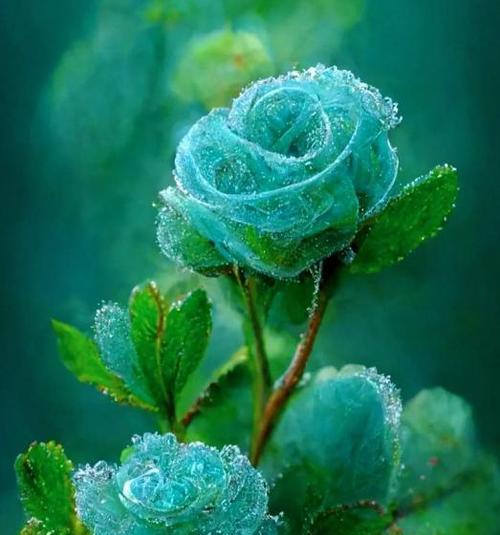 绿色的花象征着什么？生命之花的花语是什么？