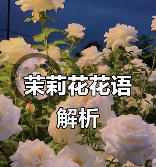 什么花象征着对爱情的忠诚？哪种花代表着不变的爱？