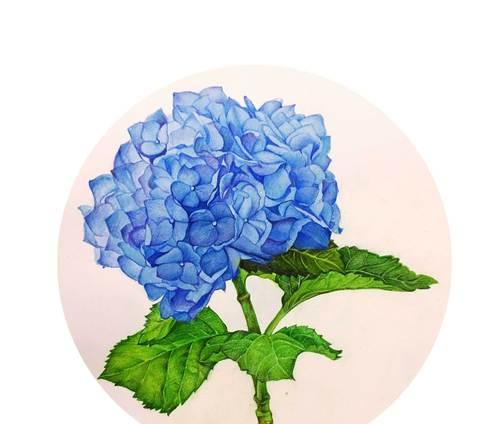 蓝色花象征自由希望吗？蓝色花的寓意是什么？
