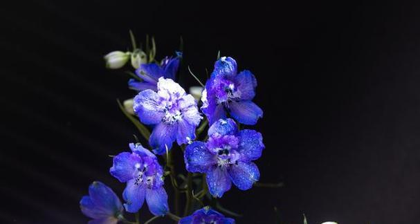 蓝色花象征自由希望吗？蓝色花的寓意是什么？