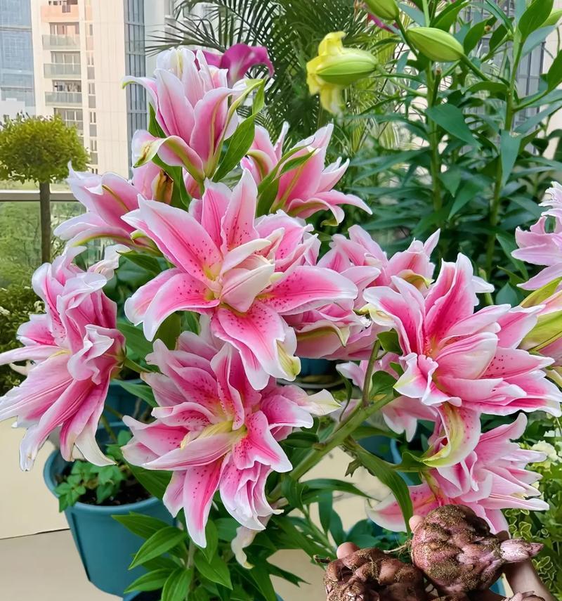 蓝颜色的百合花代表什么？它的花语含义是什么？